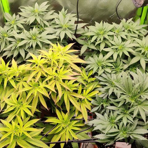 Steckling 1 growlog timeline photo
