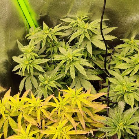 Steckling 1 growlog timeline photo