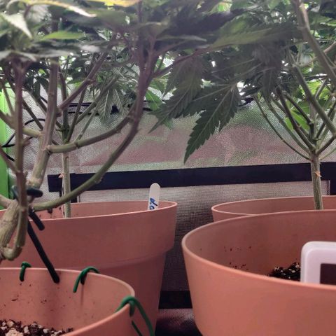 Steckling 1 growlog timeline photo