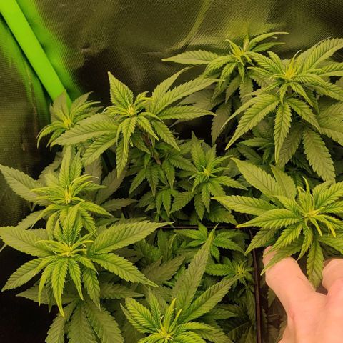 Critical  growlog timeline photo