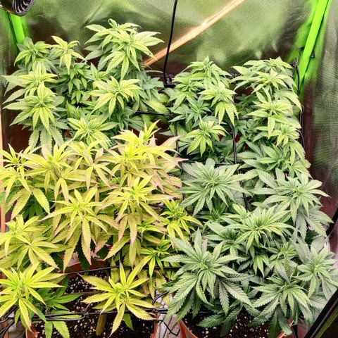 Critical  growlog timeline photo