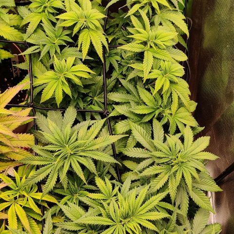 Critical  growlog timeline photo