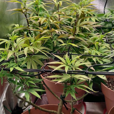 Steckling 1 growlog timeline photo