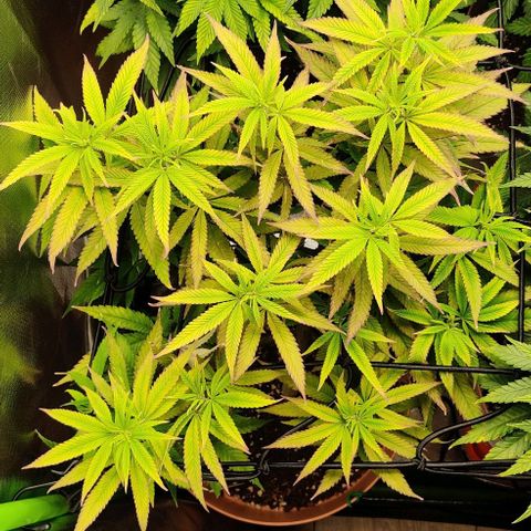 Steckling 1 growlog timeline photo