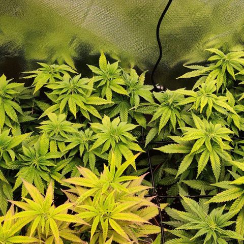 Critical  growlog timeline photo