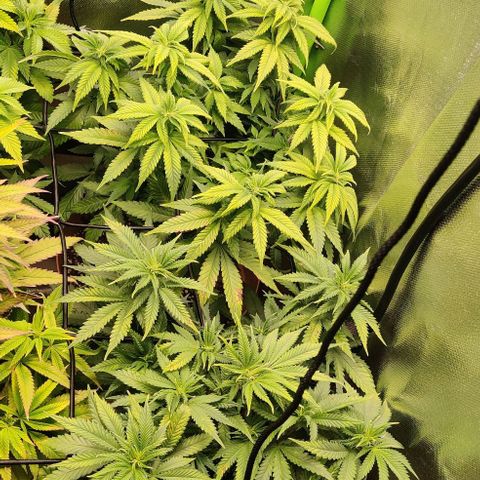Critical  growlog timeline photo