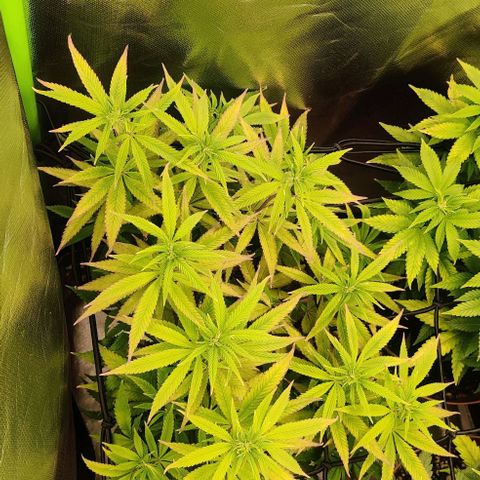 Steckling 1 growlog timeline photo