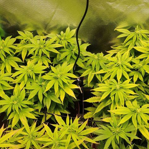 Critical  growlog timeline photo