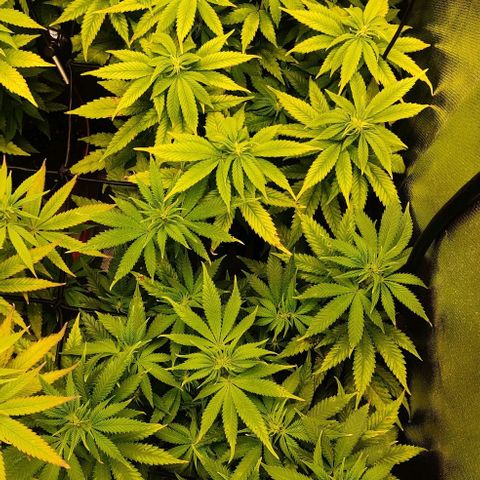 Critical  growlog timeline photo