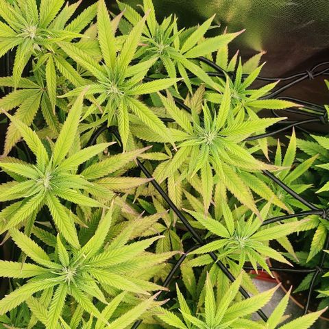 Steckling 1 growlog timeline photo