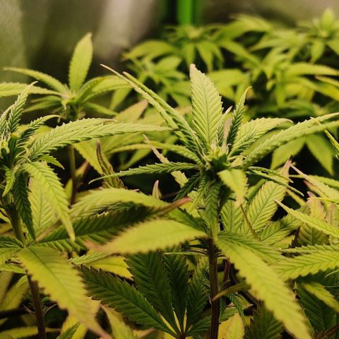 Steckling 1 growlog timeline photo