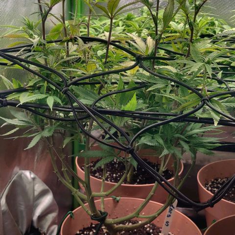 Steckling 1 growlog timeline photo