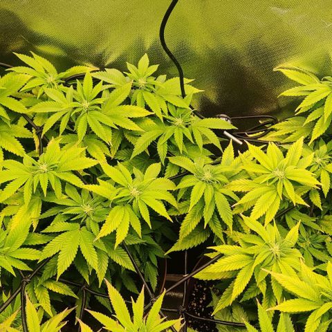 Critical  growlog timeline photo