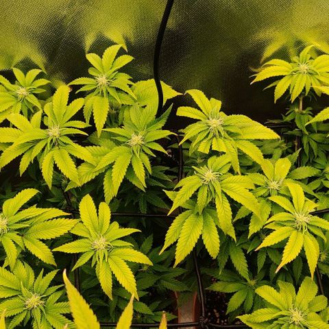 Critical  growlog timeline photo
