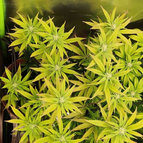 Steckling 1 growlog timeline photo