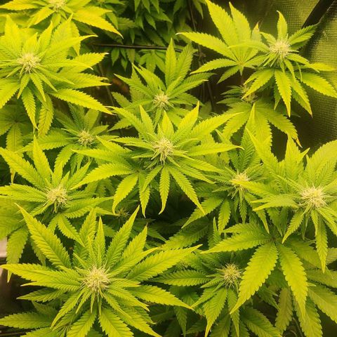 Critical  growlog timeline photo