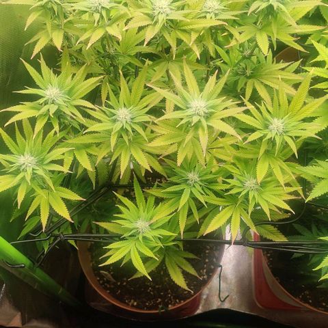 Steckling 1 growlog timeline photo