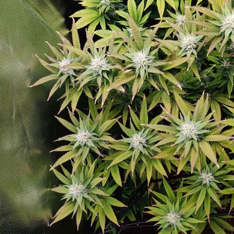 Steckling 1 growlog timeline photo