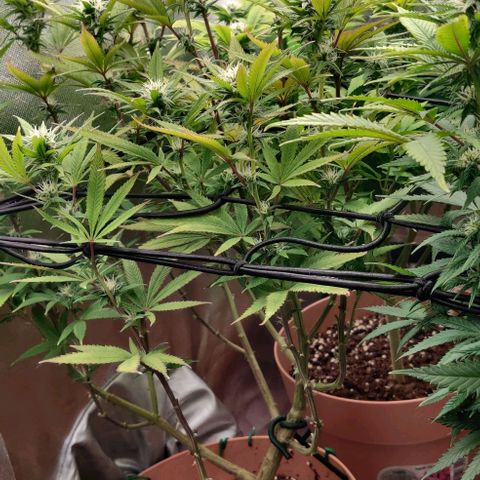 Steckling 1 growlog timeline photo