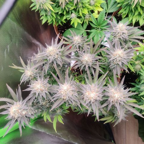 Steckling 1 growlog photo: Nur noch Wasser 