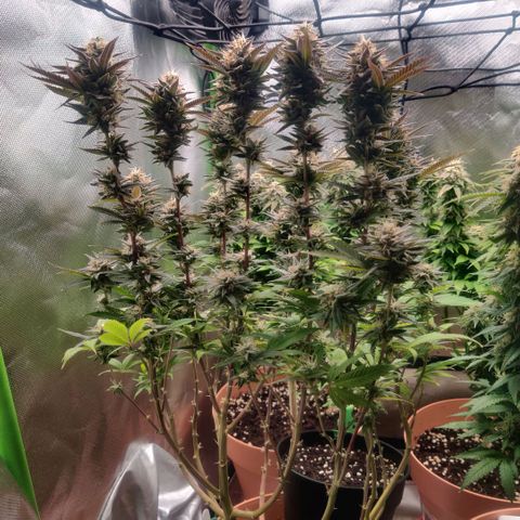Steckling 1 growlog photo: Nur noch Wasser 