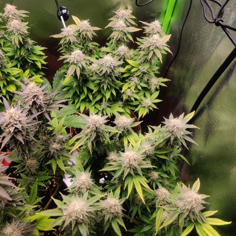 Critical  growlog photo: Mit Dünger 