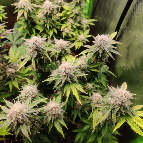 Critical  growlog timeline photo