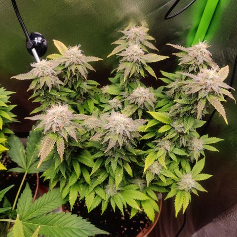 Critical  growlog timeline photo