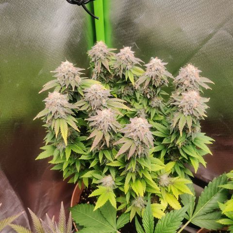 Critical  growlog photo: Nur noch Wasser 