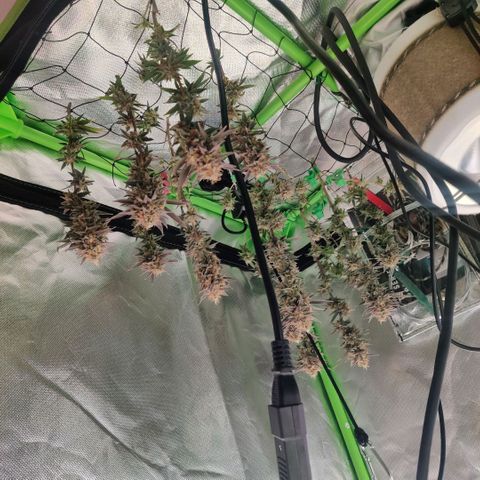 Steckling 1 growlog timeline photo