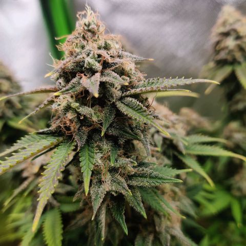 Critical  growlog timeline photo