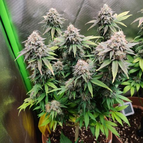 Critical  growlog timeline photo