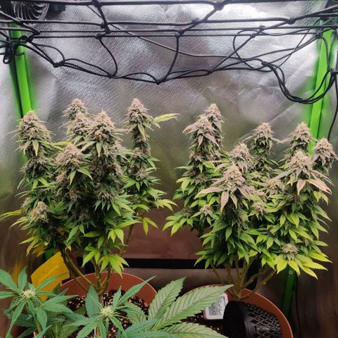 Critical  growlog timeline photo