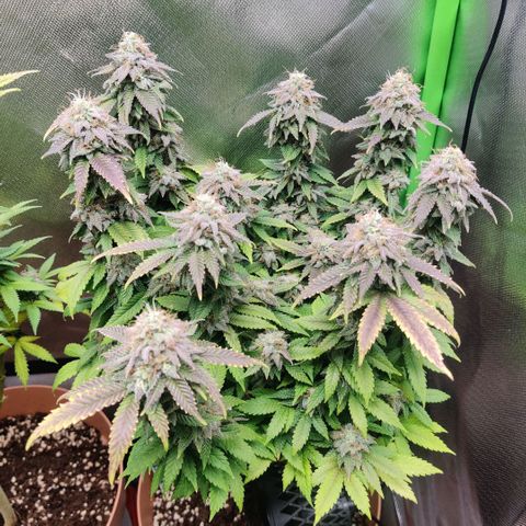 Critical  growlog timeline photo