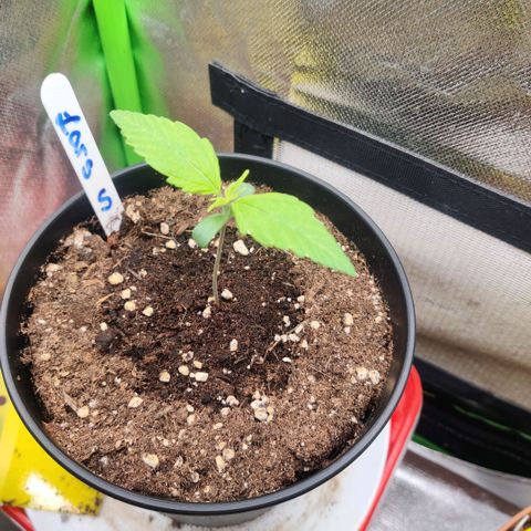 Quicky growlog timeline photo