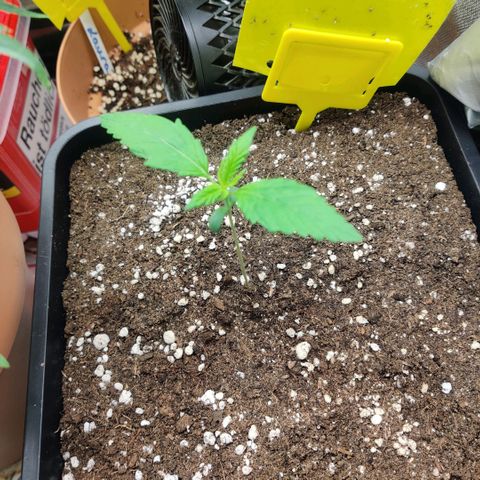 Quicky growlog timeline photo