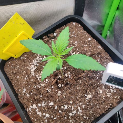 Quicky growlog timeline photo