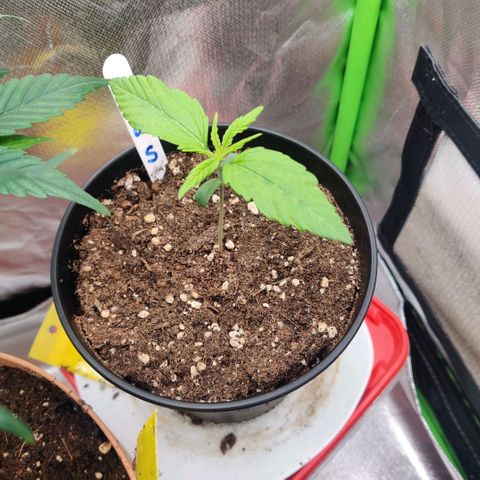 Quicky growlog timeline photo