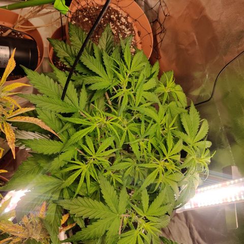Quicky growlog timeline photo
