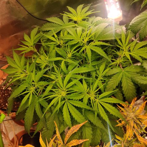 Quicky growlog timeline photo