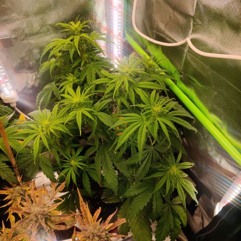 Quicky growlog timeline photo