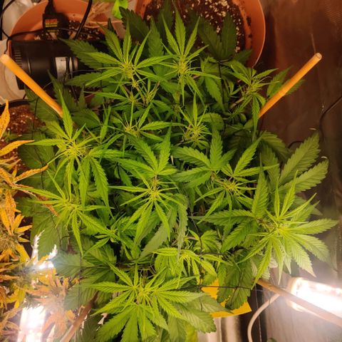 Quicky growlog timeline photo