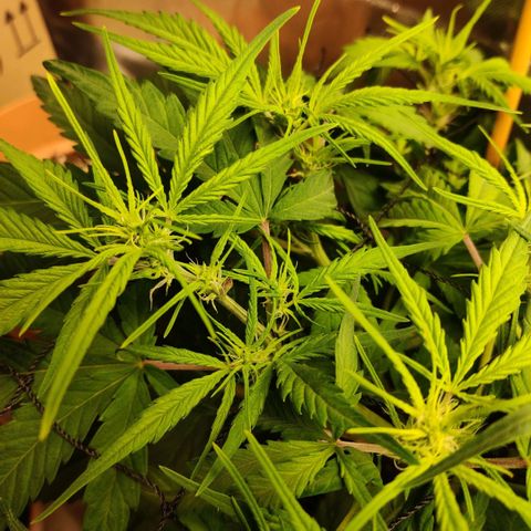 Quicky growlog timeline photo
