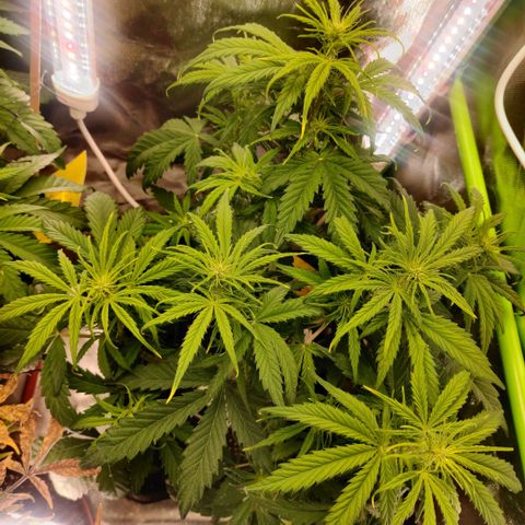 Quicky growlog timeline photo