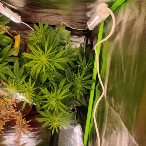 Quicky growlog timeline photo