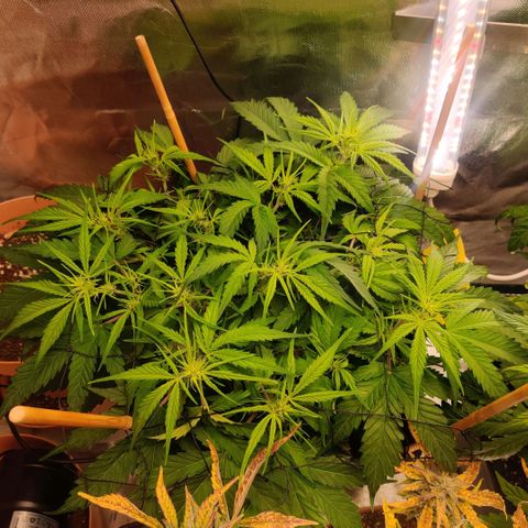 Quicky growlog timeline photo