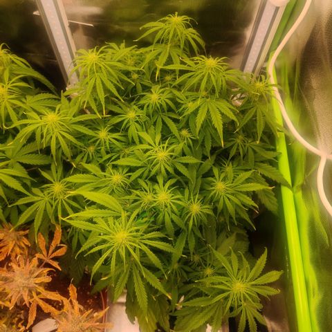 Quicky growlog timeline photo