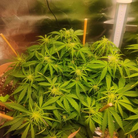 Quicky growlog timeline photo