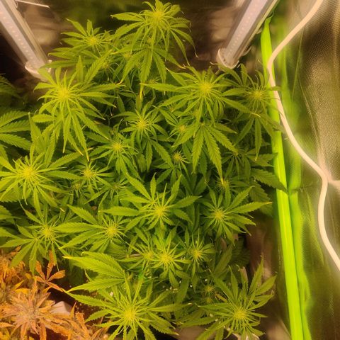 Quicky growlog timeline photo