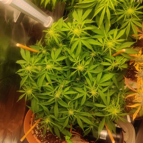 Quicky growlog timeline photo